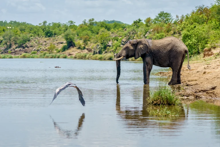 horizontal-shot-birds-elephant-near-lake-drinking-water-surrounded-by-green-nature